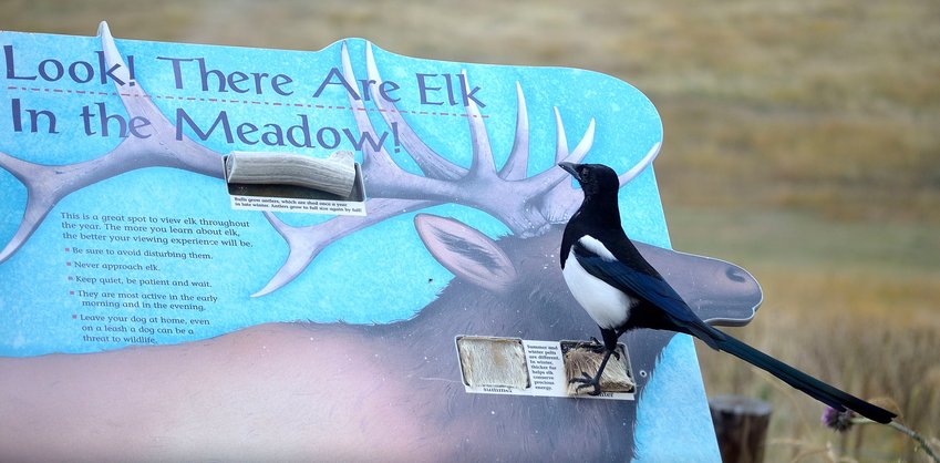 A magpie reads the information stand at Elk Meadow Open Space Park in fall 2014.
